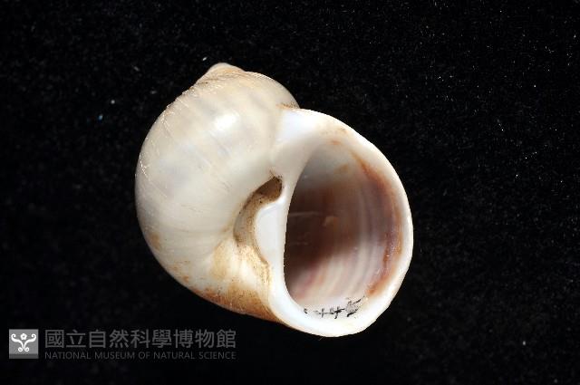小灰玉螺藏品圖，第2張