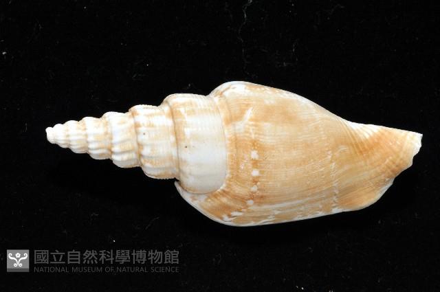 竹筍鳳凰螺藏品圖，第2張