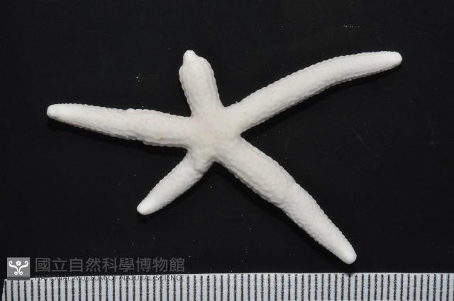 多篩指海星藏品圖，第2張