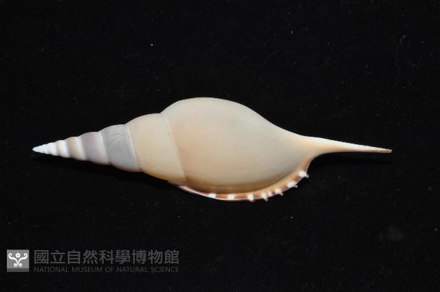 馬丁長鼻螺藏品圖，第2張