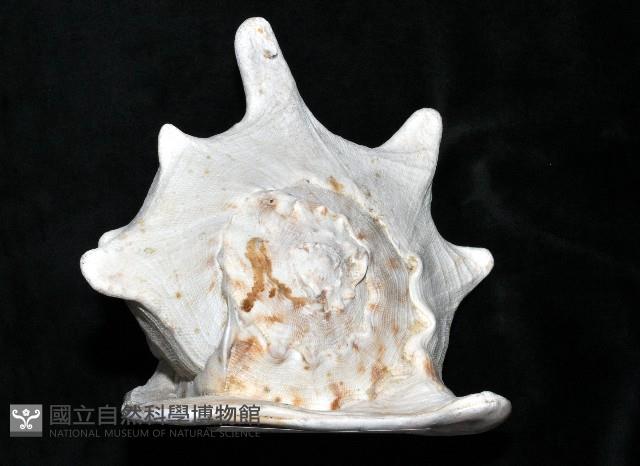 唐冠螺藏品圖，第3張