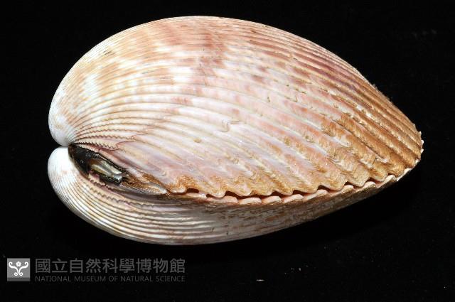 長鳥尾蛤藏品圖，第2張