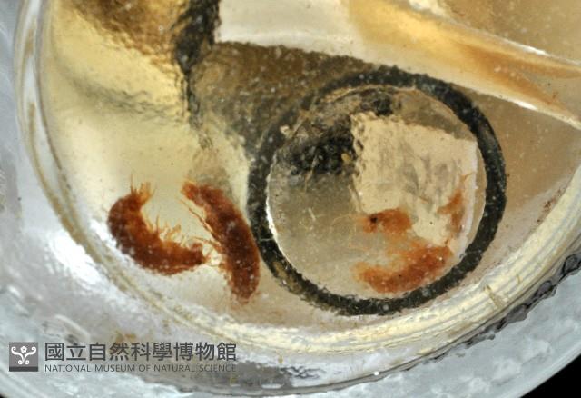 鳳凰母布氏蝦藏品圖，第2張