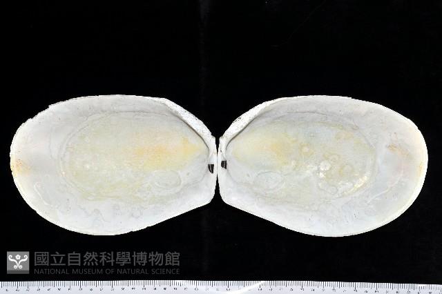菲律賓巨狐蛤藏品圖，第2張