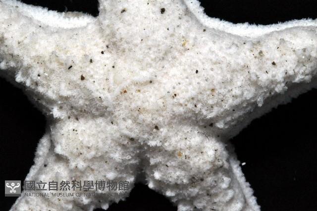 花冠海燕藏品圖，第2張
