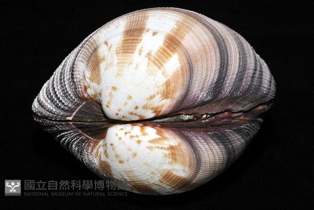 鉛球簾蛤藏品圖，第2張