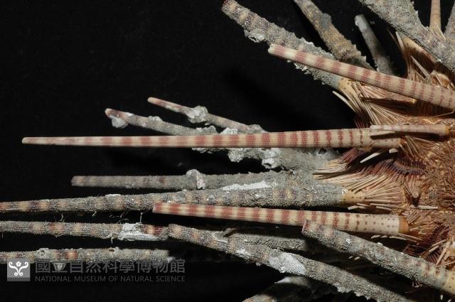 棒棘鋸頭帕(環鋸棘頭帕)藏品圖，第2張