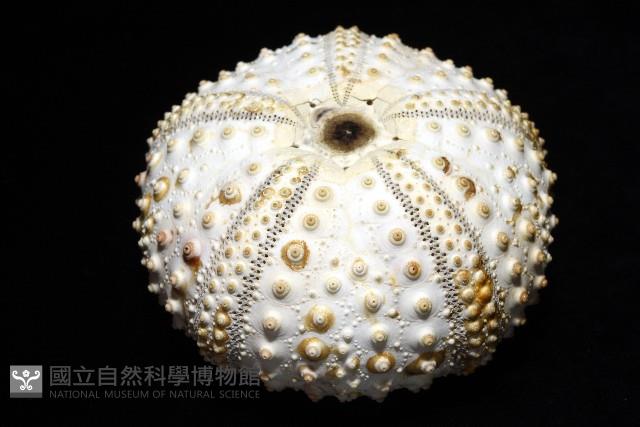 沙氏(藍環)冠海膽藏品圖，第2張