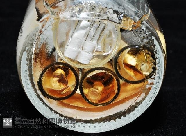鳳凰母布氏蝦藏品圖，第2張