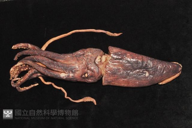 奇妙帆魷藏品圖，第2張