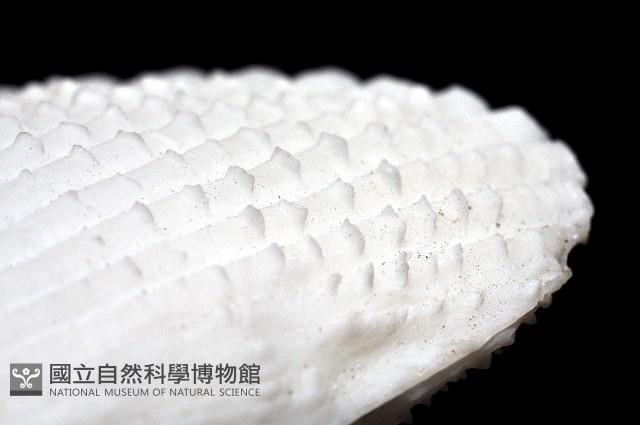 大白狐蛤藏品圖，第2張