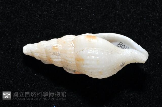 卡明氏布紋螺藏品圖，第2張