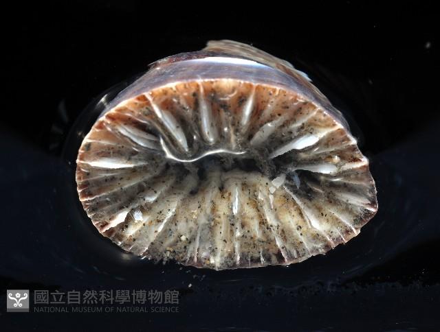 未知種扇珊瑚藏品圖，第2張