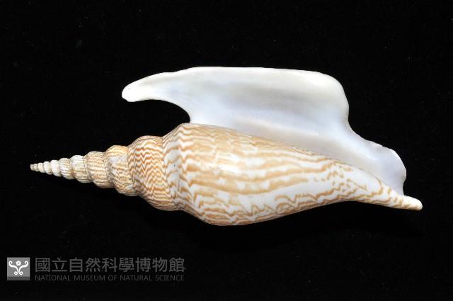 金斧鳳凰螺藏品圖，第2張