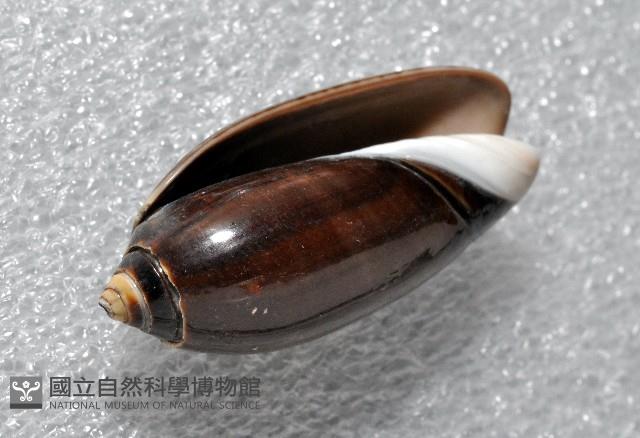 蠟燭榧螺藏品圖，第2張
