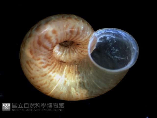 姬臺灣山蝸牛藏品圖，第2張