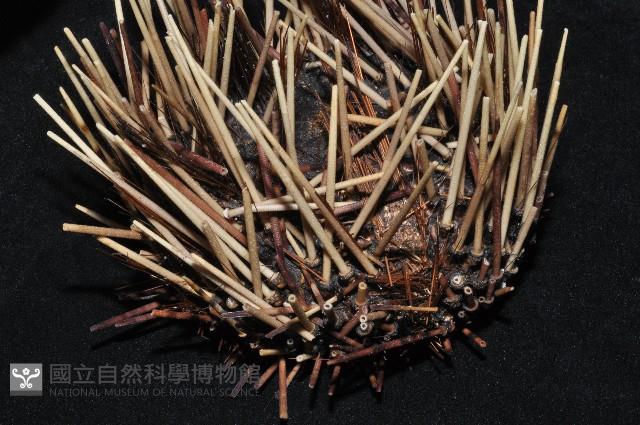 環刺棘海膽藏品圖，第2張
