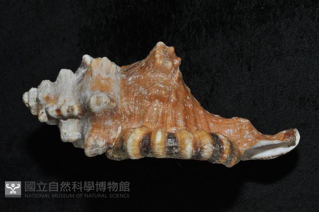 象鼻法螺藏品圖，第2張
