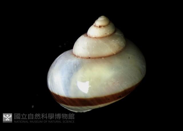 斑青山蝸牛藏品圖，第2張