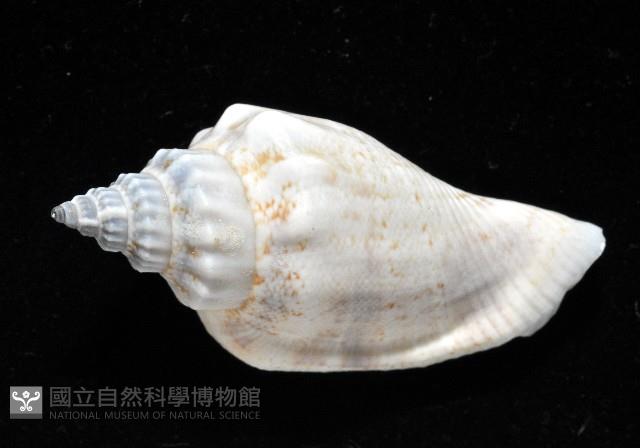 黑嘴鳳凰螺藏品圖，第2張