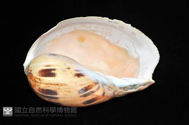 椰子螺藏品圖，第2張
