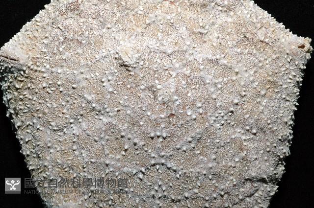 麵包海星(饅頭海星)藏品圖，第2張