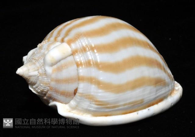 條紋鬘螺藏品圖，第2張