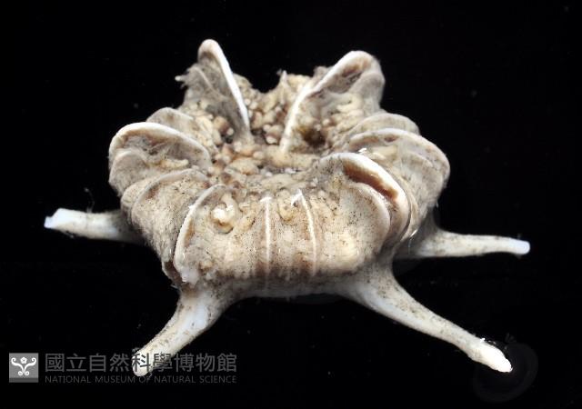 棘刺冠杯珊瑚藏品圖，第2張