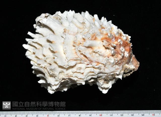 菊花偏口蛤藏品圖，第2張