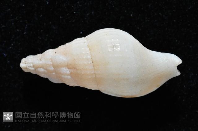 卡明氏布紋螺藏品圖，第2張
