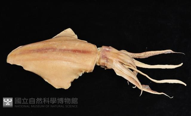 菱鰭烏賊藏品圖，第2張