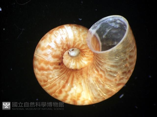 姬臺灣山蝸牛藏品圖，第3張