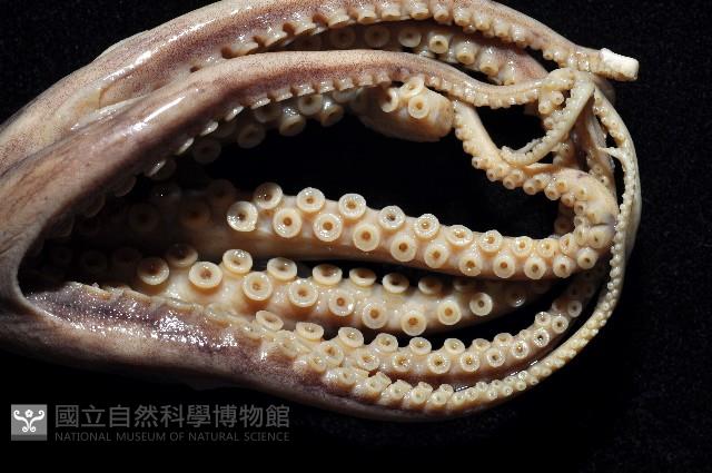 新種章魚tw5藏品圖，第2張