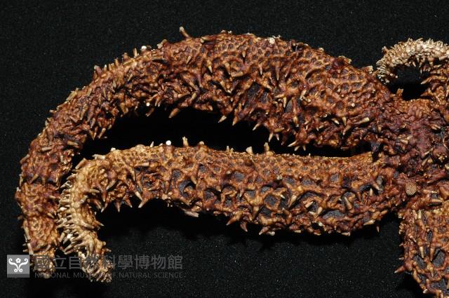 厚皮(赤麗)棘海星藏品圖，第2張