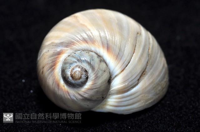 小灰玉螺藏品圖，第2張