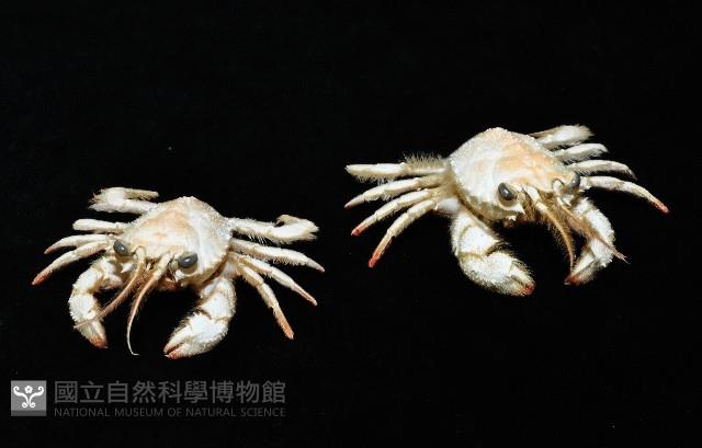 顯著瓊娜蟹藏品圖，第2張