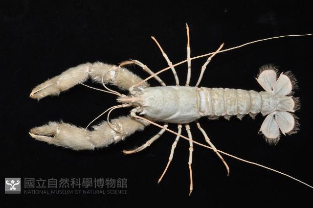史氏擬海螯蝦藏品圖，第2張