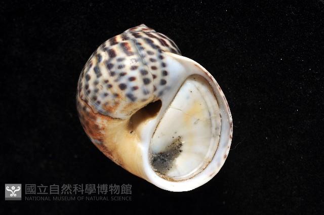 豹斑玉螺藏品圖，第2張