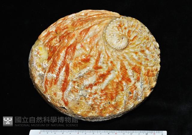 赤金鮑螺藏品圖，第3張