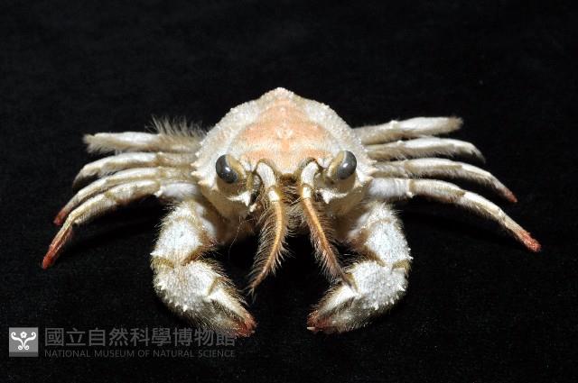 顯著瓊娜蟹藏品圖，第2張