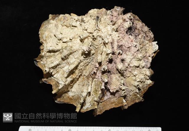 鋸齒牡蠣藏品圖，第2張