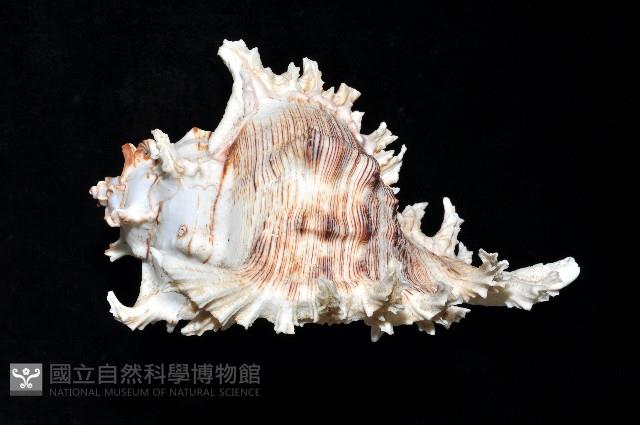 大千手螺藏品圖，第2張