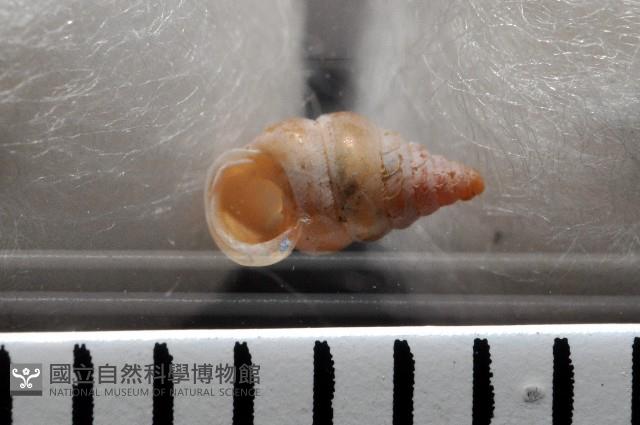 趙氏芝麻蝸藏品圖，第2張