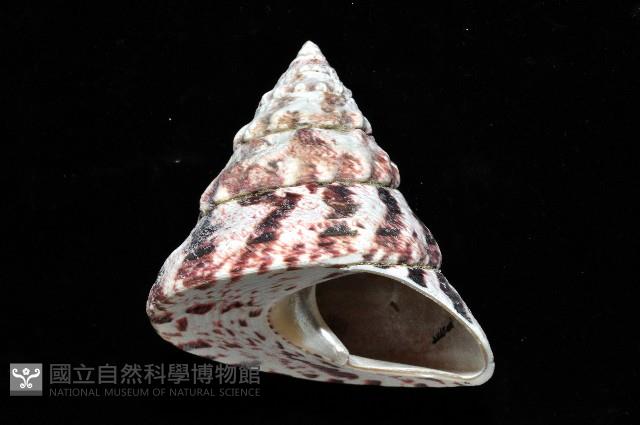 紅斑鐘螺藏品圖，第2張