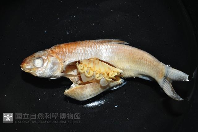 福山魚怪(新種)藏品圖，第2張