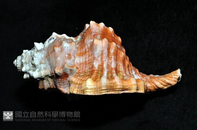 大象法螺藏品圖，第2張