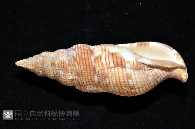 梭氏布紋螺藏品圖，第2張