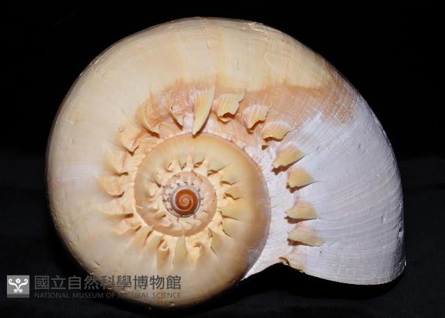印尼椰子渦螺藏品圖，第2張
