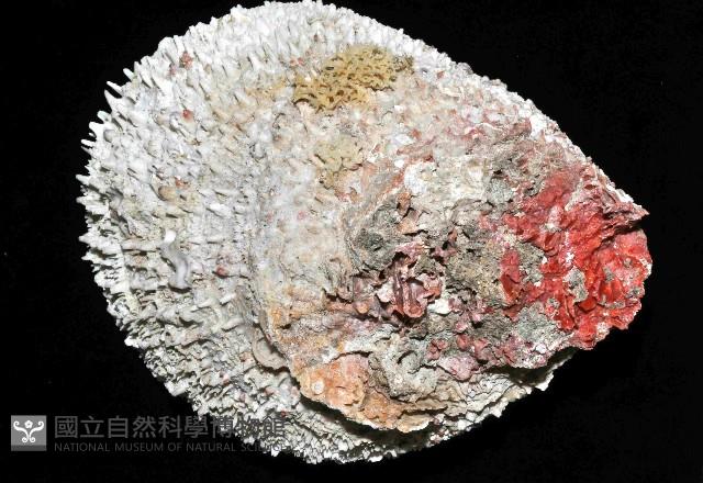 貯水海菊蛤藏品圖，第2張