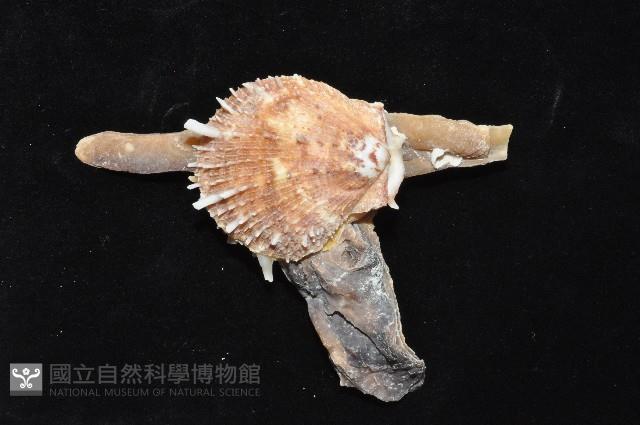 丁蠣藏品圖，第3張